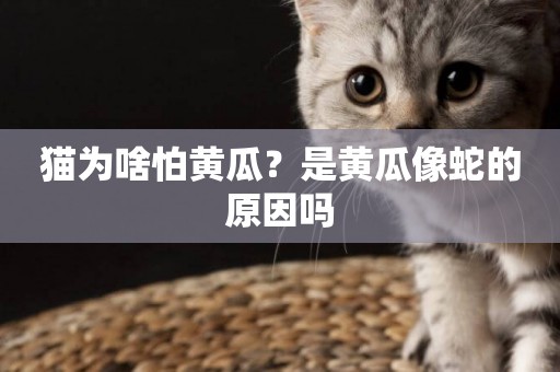 貓為啥怕黃瓜？是黃瓜像蛇的原因嗎