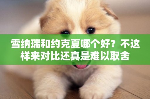 雪納瑞和約克夏哪個好？不這樣來對比還真是難以取舍