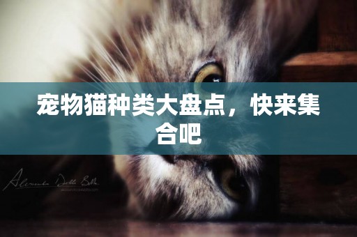 寵物貓種類大盤點，快來集合吧