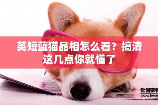 英短藍貓品相怎么看？搞清這幾點你就懂了