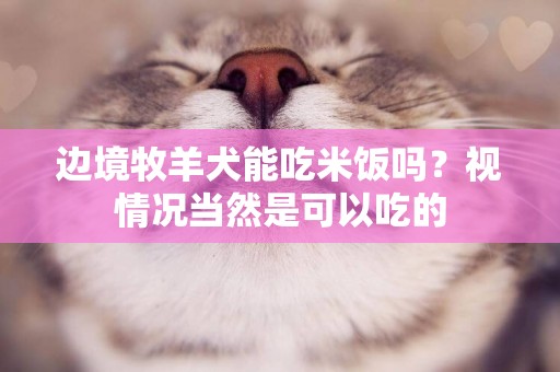 邊境牧羊犬能吃米飯嗎？視情況當然是可以吃的