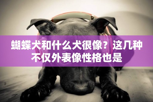 蝴蝶犬和什么犬很像？這幾種不僅外表像性格也是