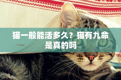 貓一般能活多久？貓有九命是真的嗎