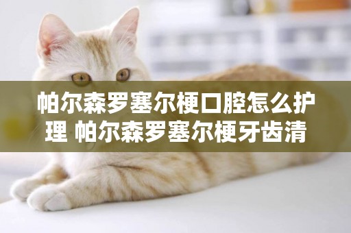 帕爾森羅塞爾梗口腔怎么護理 帕爾森羅塞爾梗牙齒清潔方法
