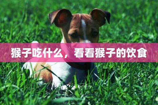 猴子吃什么，看看猴子的飲食