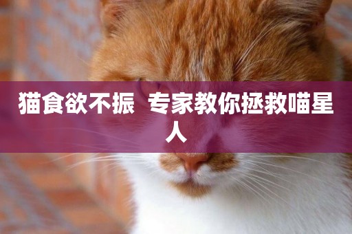 貓食欲不振  專家教你拯救喵星人