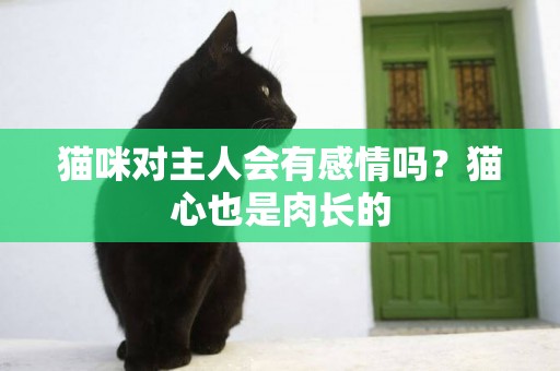 貓咪對主人會有感情嗎？貓心也是肉長的