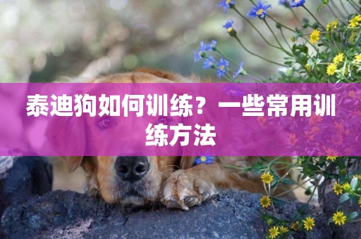 泰迪狗如何訓練？一些常用訓練方法
