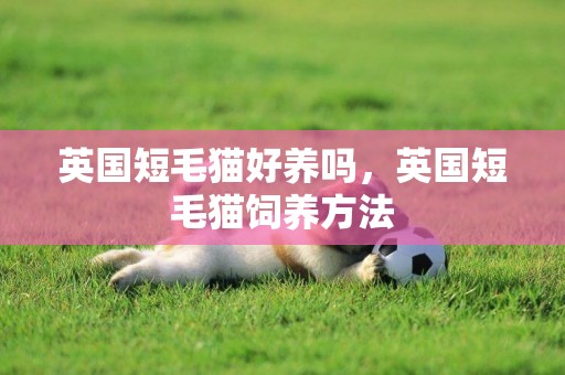 英國短毛貓好養嗎，英國短毛貓飼養方法