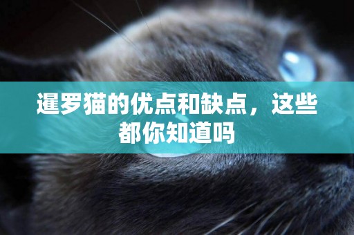 暹羅貓的優點和缺點，這些都你知道嗎