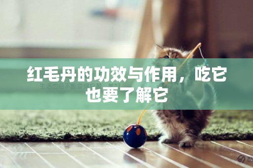 紅毛丹的功效與作用，吃它也要了解它