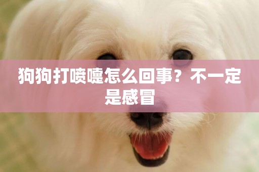 狗狗打噴嚏怎么回事？不一定是感冒