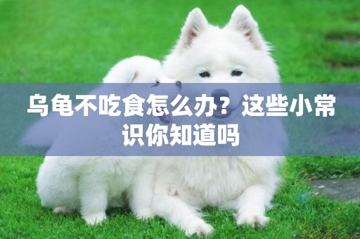 烏龜不吃食怎么辦？這些小常識你知道嗎