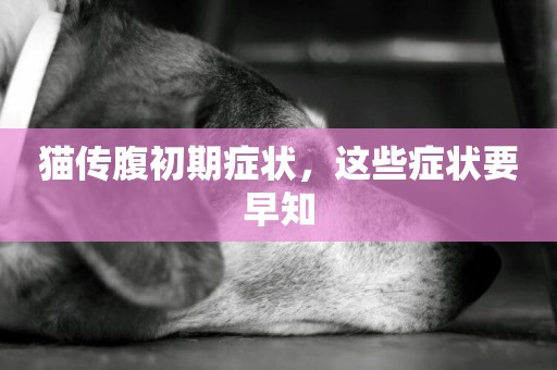 貓傳腹初期癥狀，這些癥狀要早知