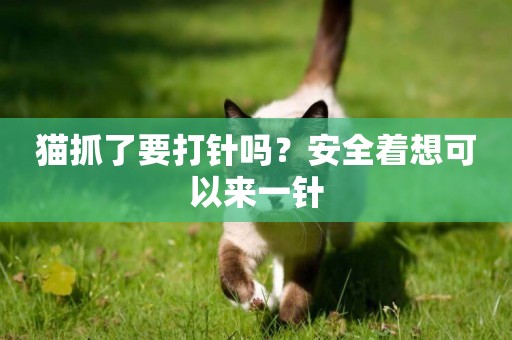貓抓了要打針嗎？安全著想可以來一針