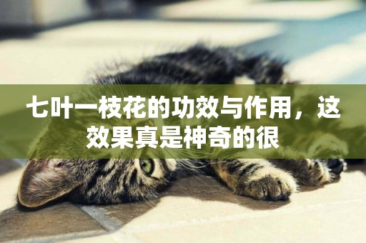 七葉一枝花的功效與作用，這效果真是神奇的很