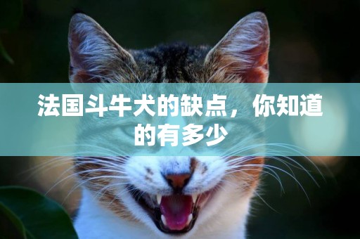 法國斗牛犬的缺點，你知道的有多少