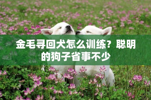 金毛尋回犬怎么訓練？聰明的狗子省事不少