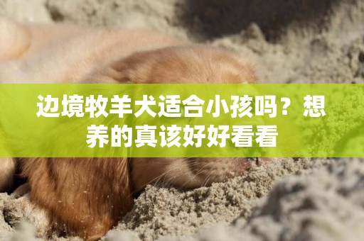 邊境牧羊犬適合小孩嗎？想養的真該好好看看
