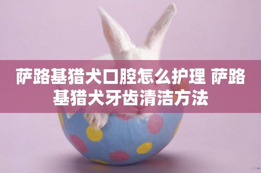 薩路基獵犬口腔怎么護理 薩路基獵犬牙齒清潔方法