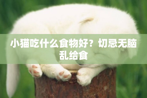 小貓吃什么食物好？切忌無腦亂給食