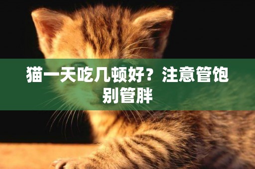 貓一天吃幾頓好？注意管飽別管胖