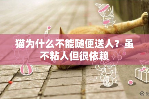 貓為什么不能隨便送人？雖不粘人但很依賴