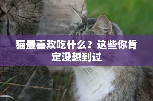 貓最喜歡吃什么？這些你肯定沒想到過