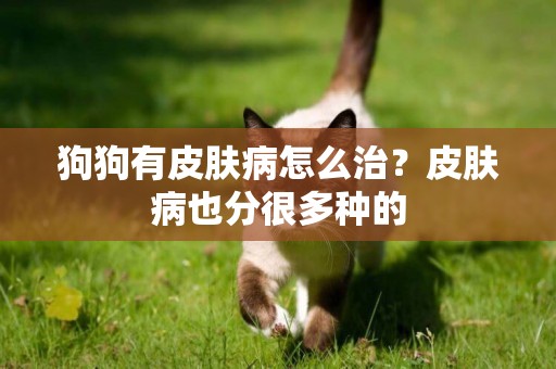 狗狗有皮膚病怎么治？皮膚病也分很多種的