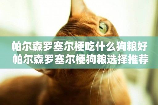 帕爾森羅塞爾梗吃什么狗糧好 帕爾森羅塞爾梗狗糧選擇推薦
