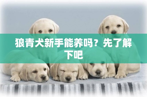 狼青犬新手能養嗎？先了解下吧