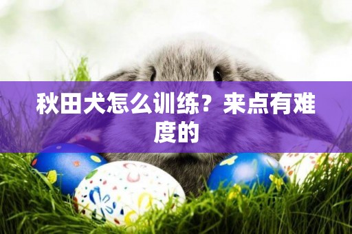 秋田犬怎么訓練？來點有難度的
