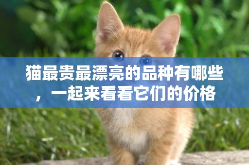 貓最貴最漂亮的品種有哪些，一起來看看它們的價格