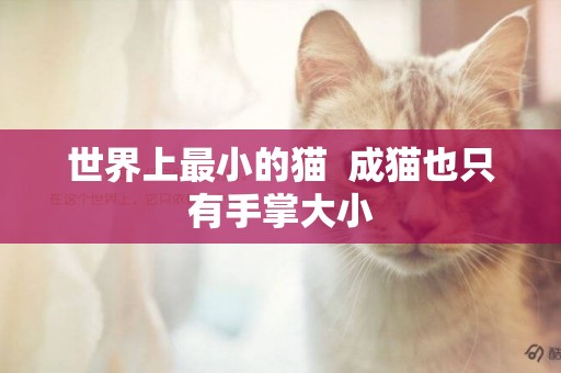 世界上最小的貓  成貓也只有手掌大小