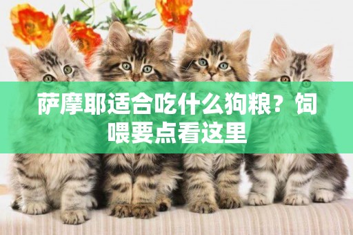 薩摩耶適合吃什么狗糧？飼喂要點看這里