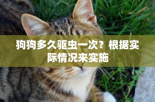 狗狗多久驅蟲一次？根據實際情況來實施