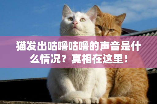 貓發出咕嚕咕嚕的聲音是什么情況？真相在這里！