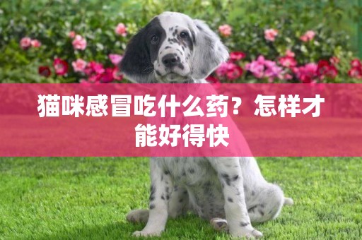 貓咪感冒吃什么藥？怎樣才能好得快