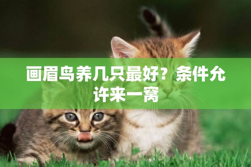 畫眉鳥養幾只最好？條件允許來一窩