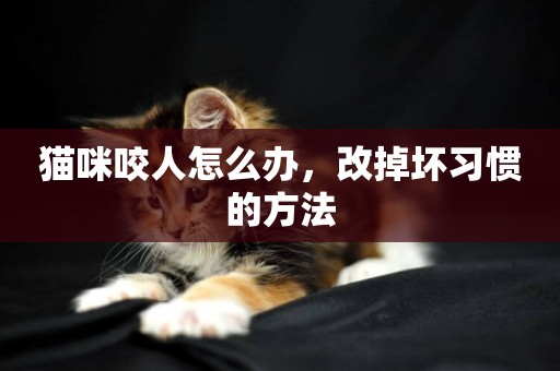 貓咪咬人怎么辦，改掉壞習慣的方法
