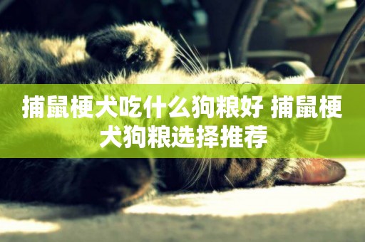 捕鼠梗犬吃什么狗糧好 捕鼠梗犬狗糧選擇推薦