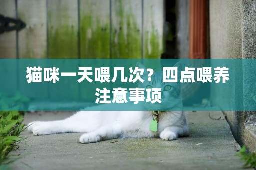 貓咪一天喂幾次？四點喂養注意事項
