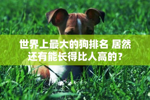 世界上最大的狗排名 居然還有能長得比人高的？