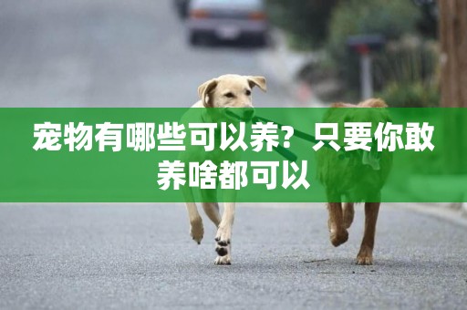 寵物有哪些可以養?  只要你敢養啥都可以