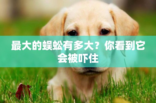 最大的蜈蚣有多大？你看到它會被嚇住