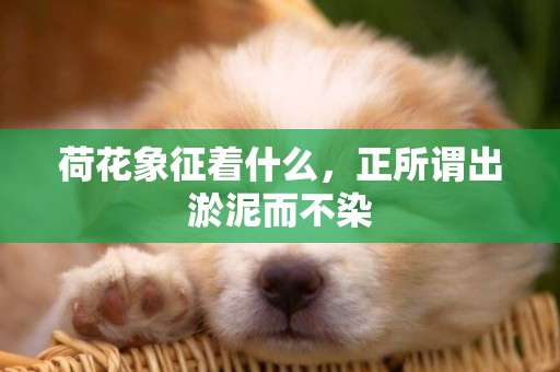 荷花象征著什么，正所謂出淤泥而不染