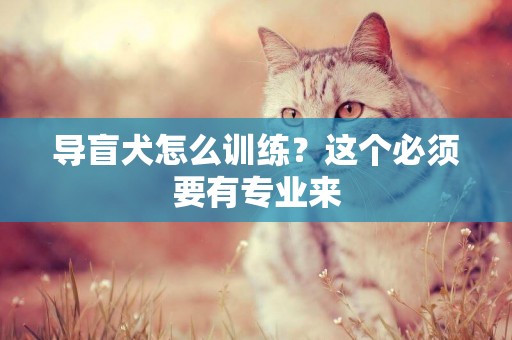 導盲犬怎么訓練？這個必須要有專業來