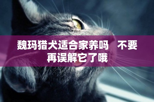 魏瑪獵犬適合家養嗎   不要再誤解它了哦