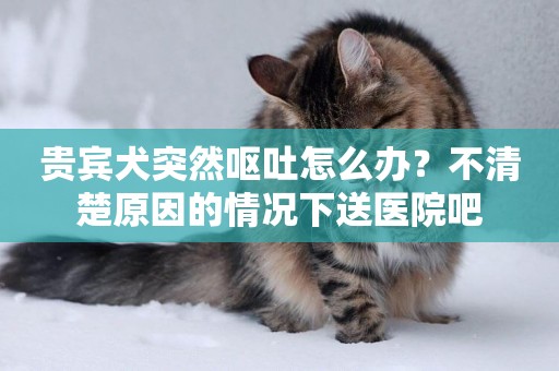 貴賓犬突然嘔吐怎么辦？不清楚原因的情況下送醫院吧