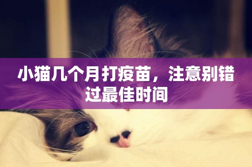 小貓幾個月打疫苗，注意別錯過最佳時間